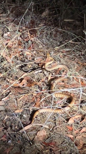 Brown Tree Snake sighting