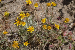 Eriophyllinae