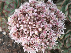 Aeonium lancerottense image