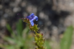 Penstemon rydbergii