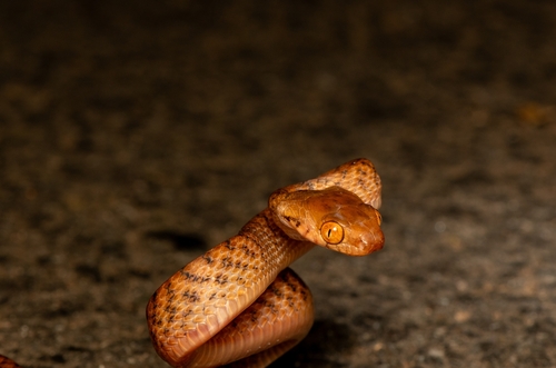 Brown Tree Snake sighting
