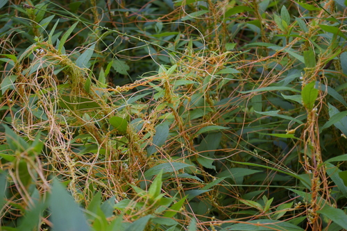 Image of Cuscuta gronovii by no rights reserved
