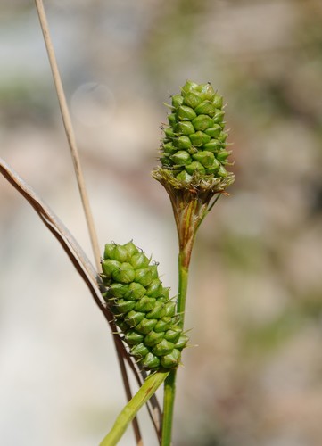 Bush's sedge (Carex bushii)