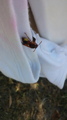 Rhynchium oculatum