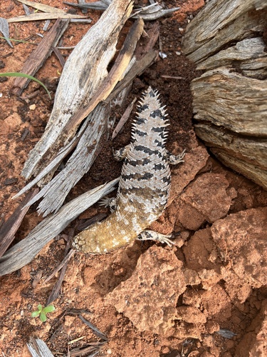 Southern Pygmy Spiny-tailed Skink