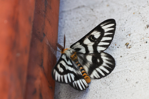 Elegant Sheep Moth photo 5