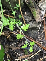 Nemophila parviflora