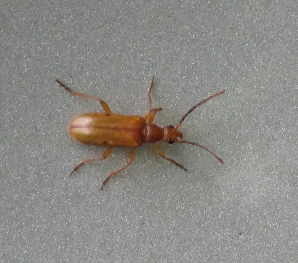 Ceratopidonia