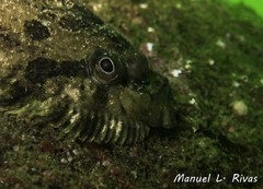 Zeugopterus punctatus