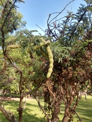 Vachellia schaffneri