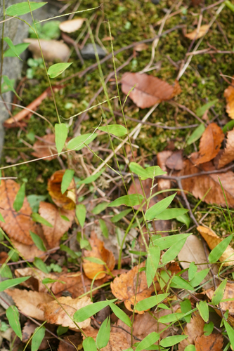 Image of Microstegium japonicum by (c) WATANABE Hitoshi 渡辺仁, some rights reserved (CC BY)