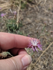 Centaurea ×psammogena