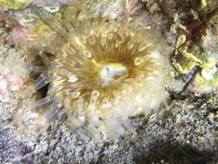 Aulactinia verrucosa