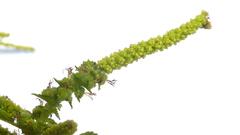 Acalypha multicaulis