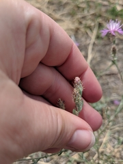 Centaurea ×psammogena
