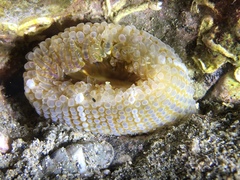 Aulactinia verrucosa