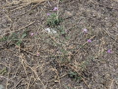Centaurea ×psammogena