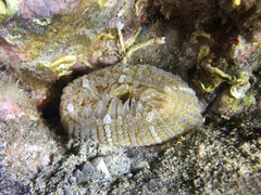 Aulactinia verrucosa