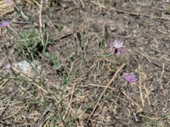 Centaurea ×psammogena