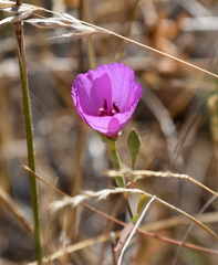 Clarkia rubicunda