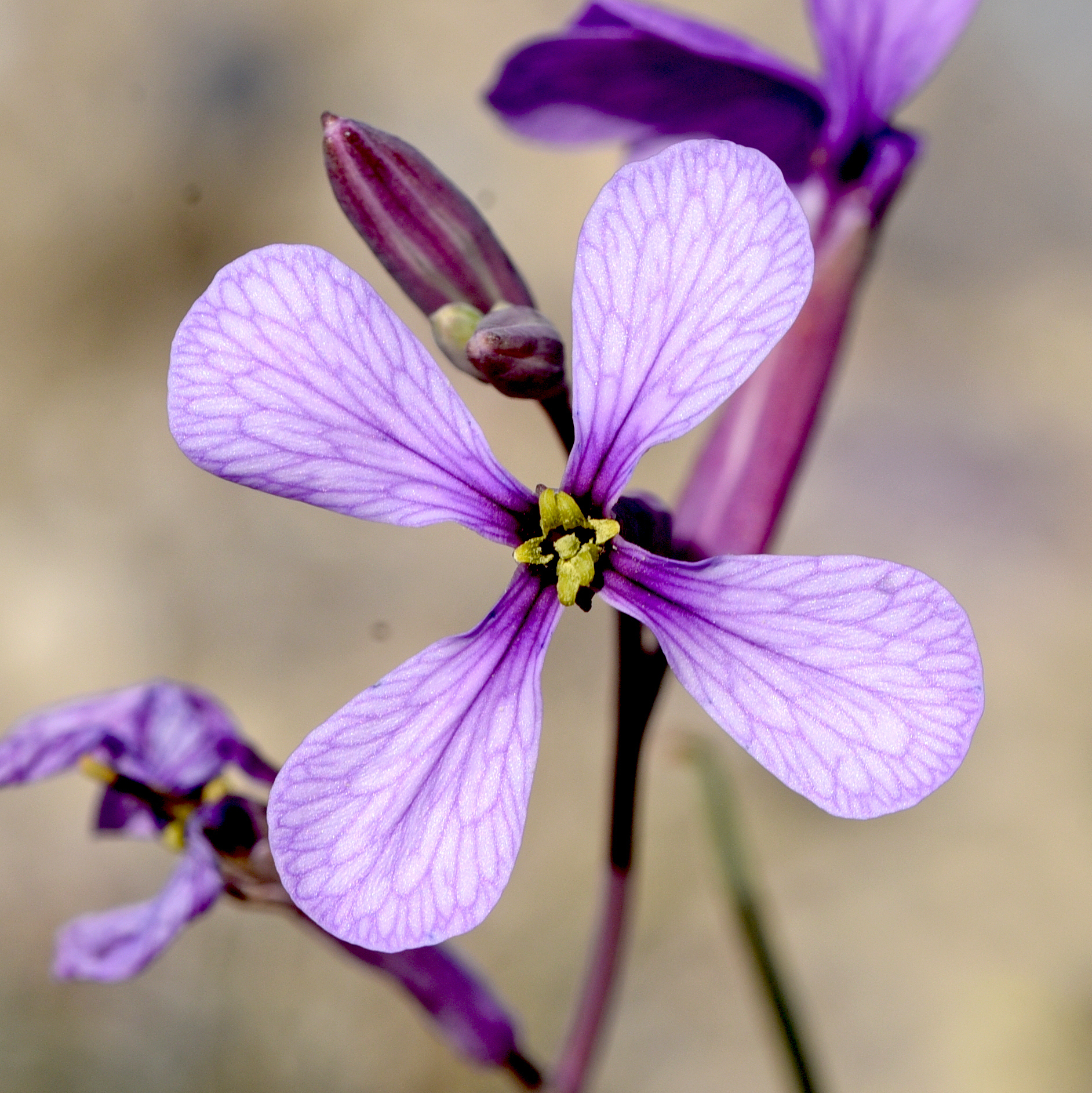 Moricandia arvensis