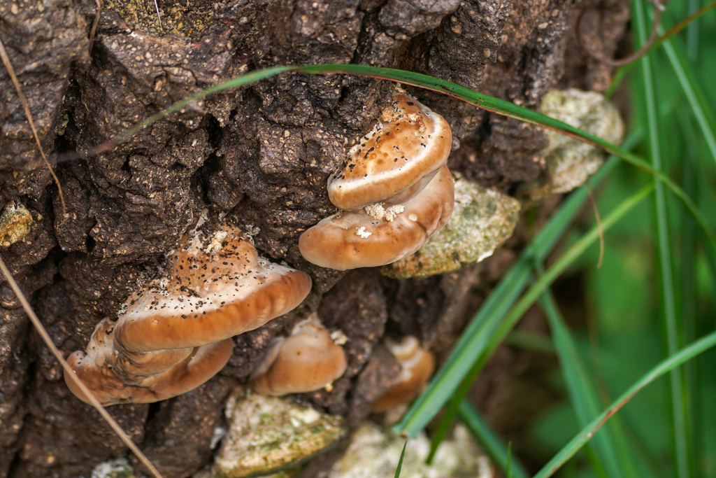 Trametes orientalis · October 2024 · photo: © tbc_watanabe (iNaturalist, cc-by)