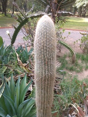 Trichocereeae