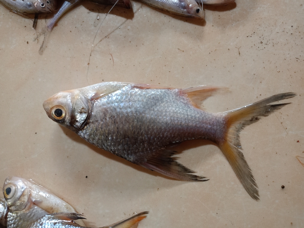 Puntioplites waandersi (Puntioplites waandersi)