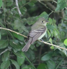 Empidonax flaviventris