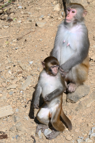 Rhesus Macaque