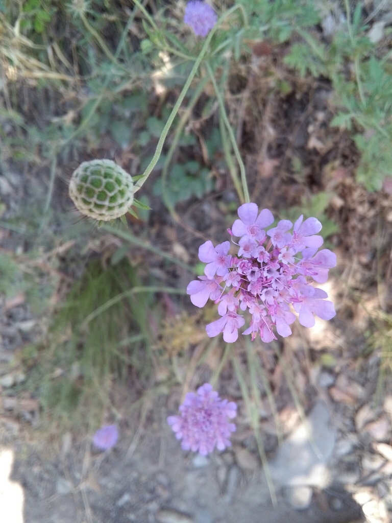 Scabiosa uniseta