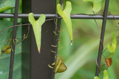 Image of Dioscorea tenuipes by (c) WATANABE Hitoshi 渡辺仁, some rights reserved (CC BY)