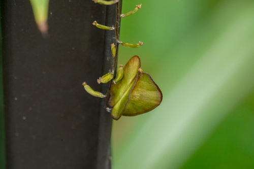 Image of Dioscorea tenuipes by (c) WATANABE Hitoshi 渡辺仁, some rights reserved (CC BY)
