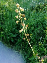Ligularia glauca