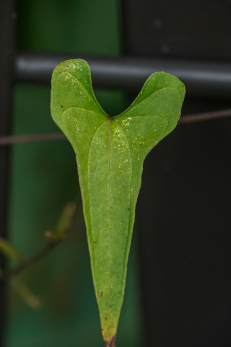 Image of Dioscorea tenuipes by (c) WATANABE Hitoshi 渡辺仁, some rights reserved (CC BY)