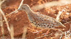 Common Buttonquail photo 3