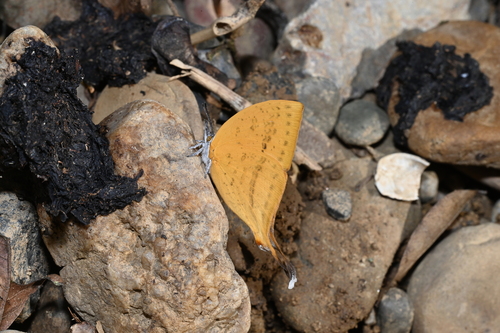 Common Yamfly