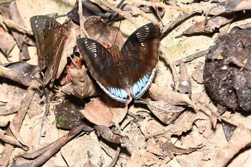White-edged blue baron