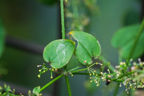 Image of Rubia argyi by (c) WATANABE Hitoshi 渡辺仁, some rights reserved (CC BY)