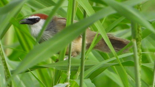 Roodkoptimalia (Timalia pileata)