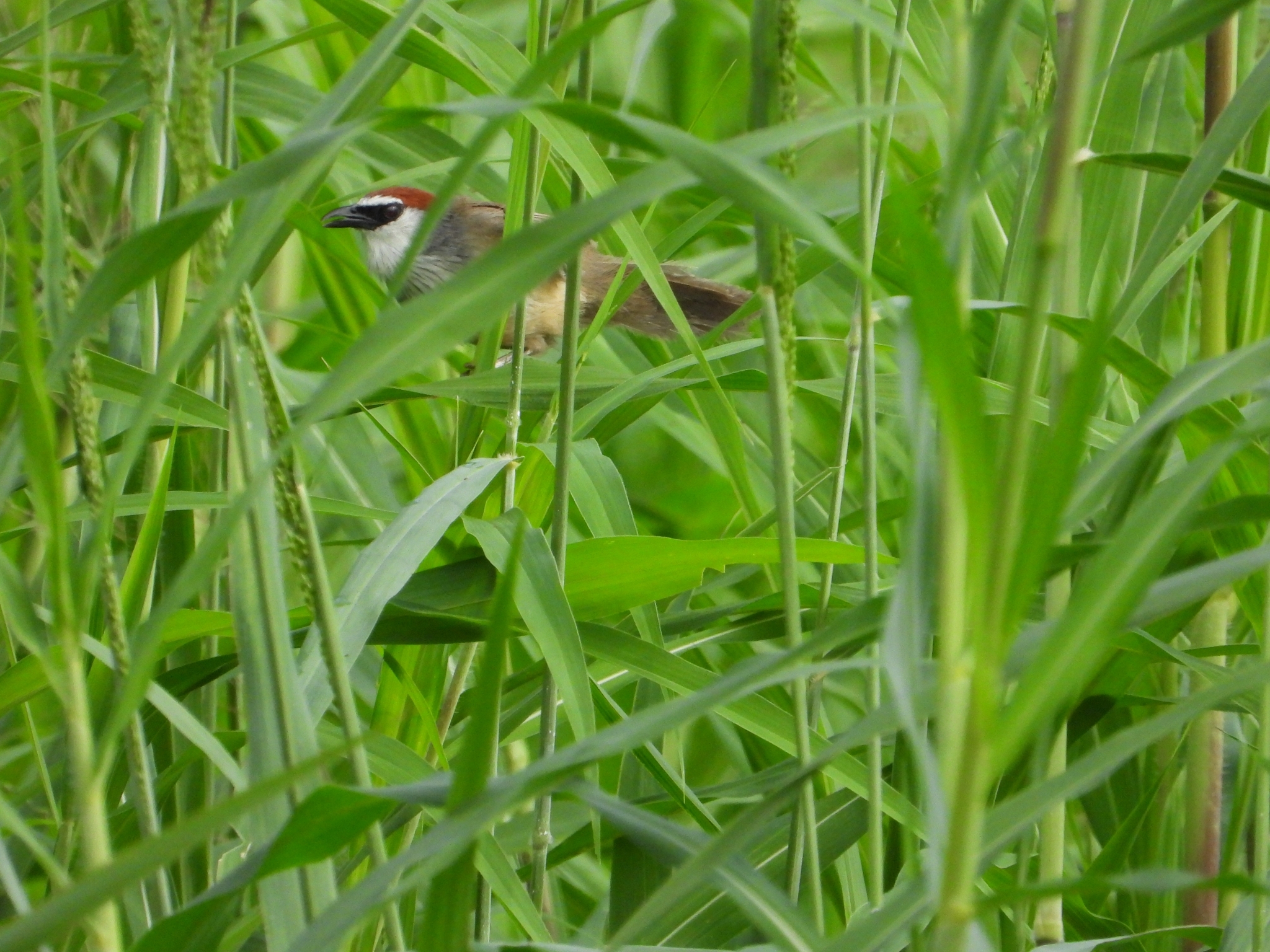 Chestnut-capped Babbler