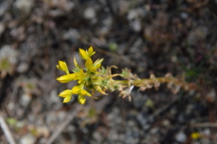 Sedum stenopetalum