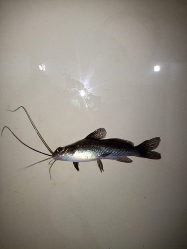 Darkhead catfish (Mystus nigriceps) — Bagridae — 5
