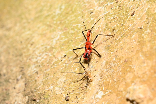 Sycanus falleni