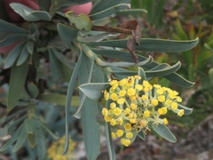Bupleurum handiense
