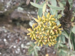 Bupleurum handiense