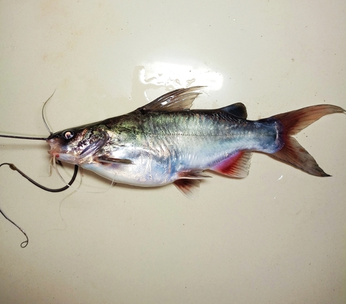 Wolff's mystus (Mystus wolffii) — Bagridae — 2