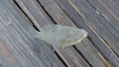 Citharichthys spilopterus