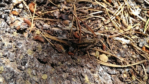 iNaturalist observation photo of Clear-winged Grasshopper