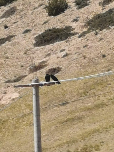 Red-billed Chough